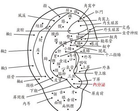 左耳輪有痣|面相：耳朵有痣算命圖解，全位置對照，看看你是哪一。